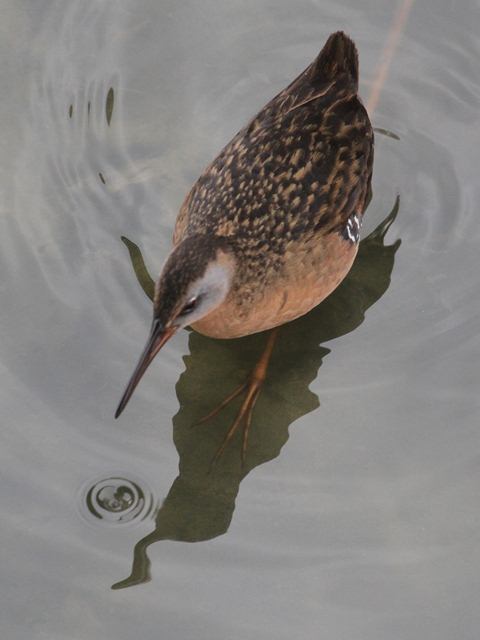 Virginia Rail