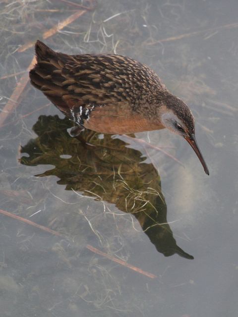 Virginia Rail