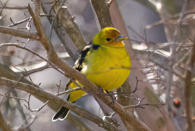 Western Tanager