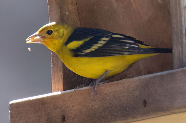 Western Tanager