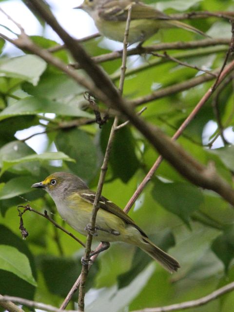 White-eyed Vireo