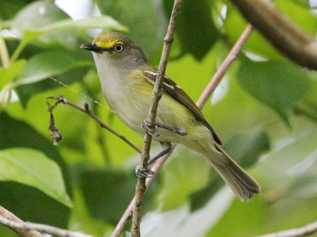 White-eyed Vireo