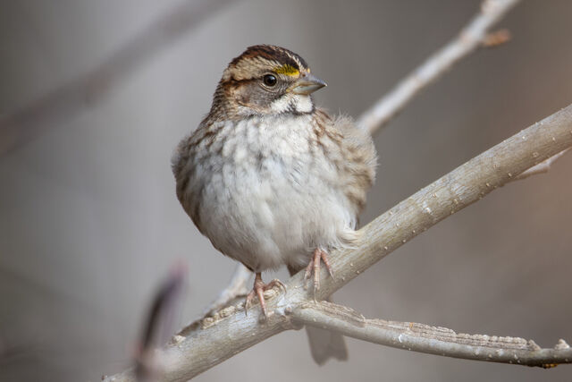 White-throated Sparrow