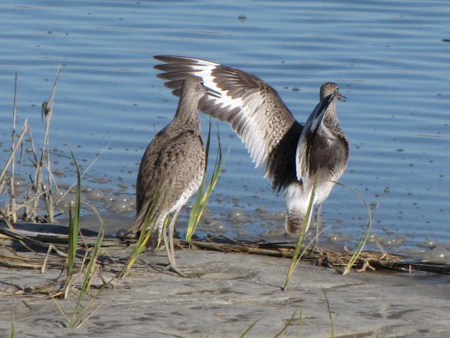 Willets