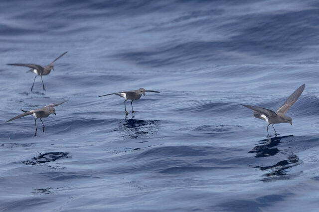 Wilson's Storm-Petrel