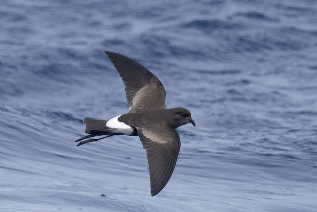 Wilson's Storm-Petrel