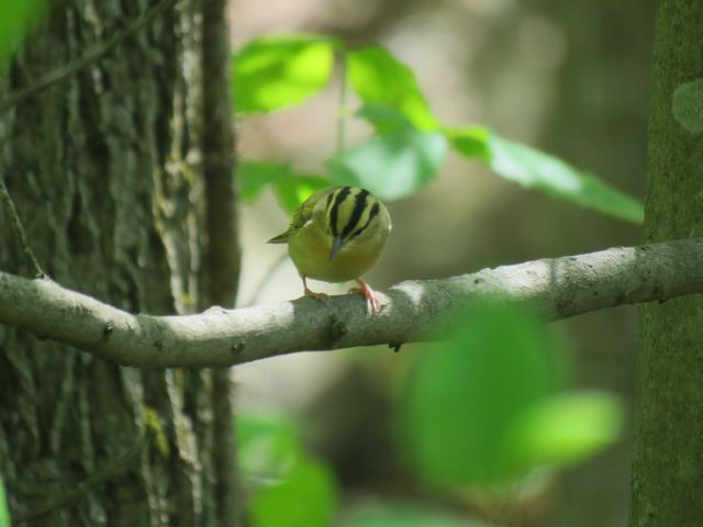 Worm-eating Warbler