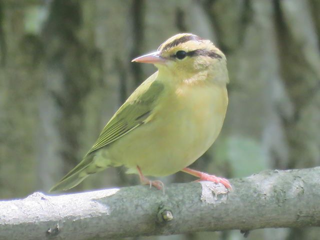 Worm-eating Warbler