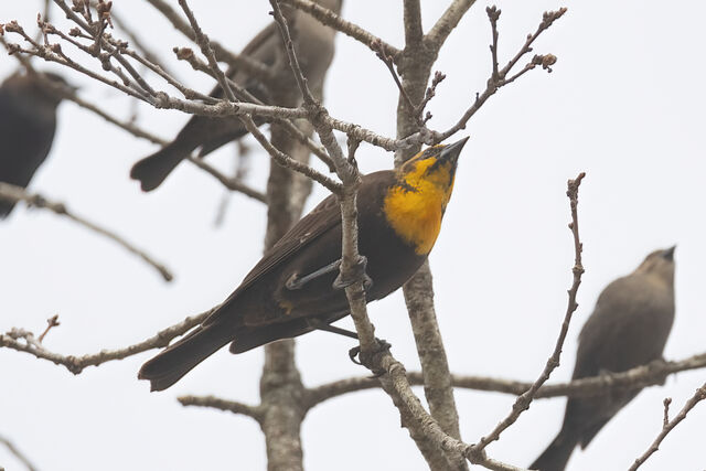 Yellow-headed Blackbird
