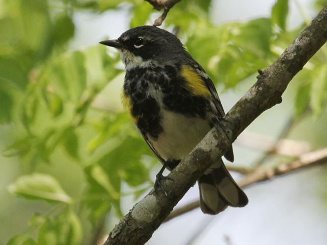 Yellow-rumped Warbler