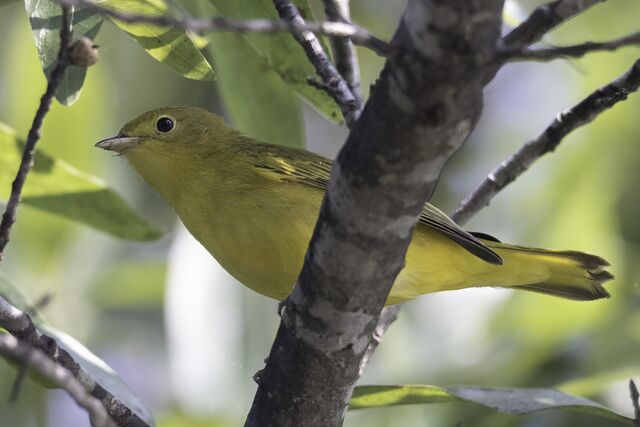 Yellow Warbler