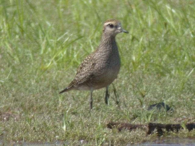 American Golden-Plover