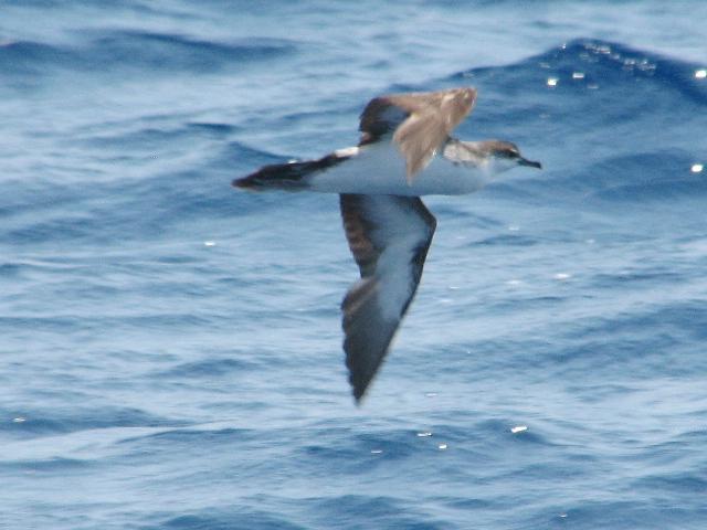 Sargasso Shearwater