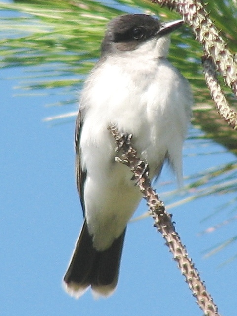 Eastern Kingbird