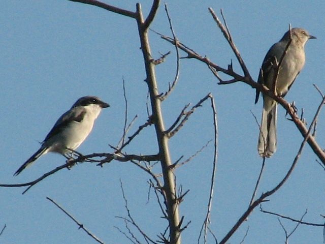 Loggerhead Shrike
