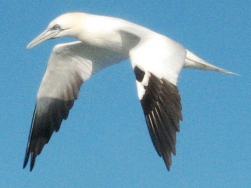 Northern Gannets