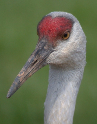 Sandhill Crane