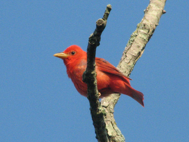 Summer Tanager