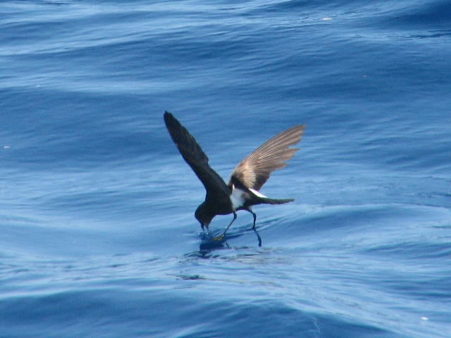 Wilson's Storm-Petrels