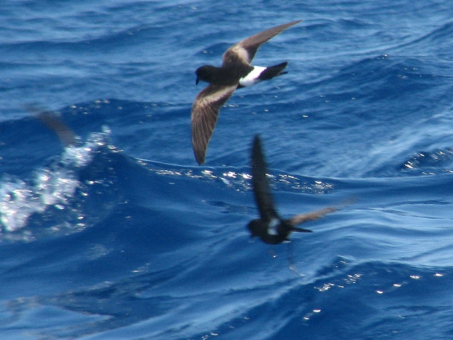 Wilson's Storm-Petrels