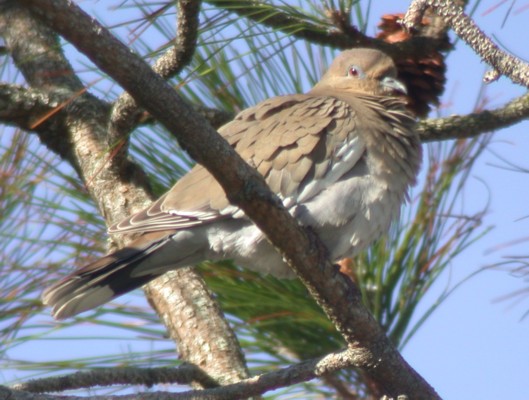 White-winged Dove