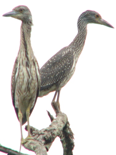Yellow-crowned Night-Herons