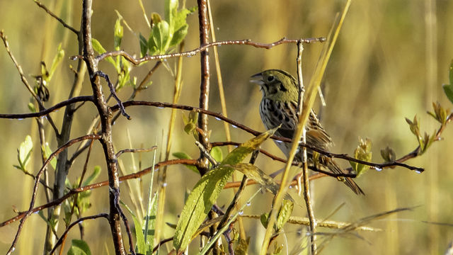 Henslow's Sparrow