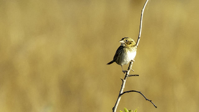 Henslow's Sparrow