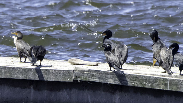 Neotropic Cormorant
