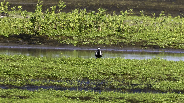 Pacific Golden-Plover