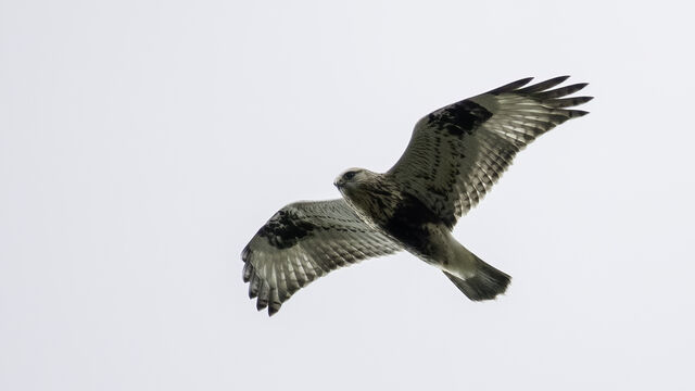 Rough-legged Hawk