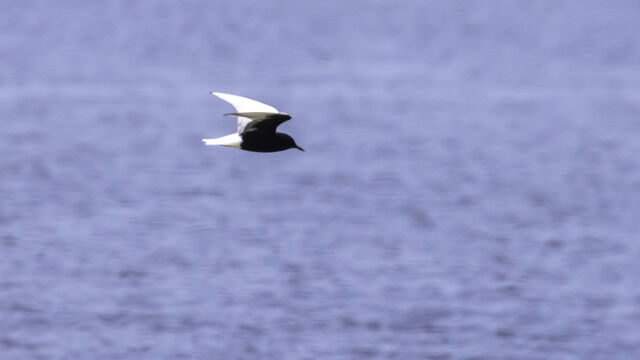 White-winged Tern