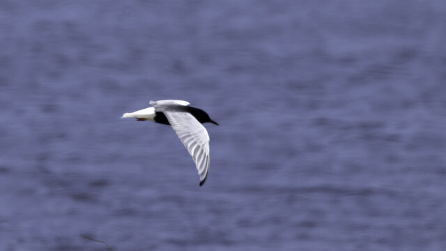 White-winged Tern