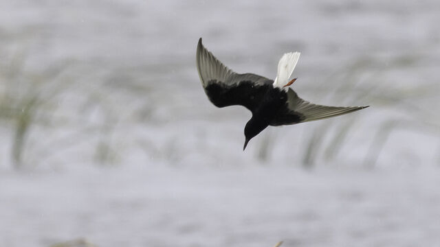 White-winged Tern