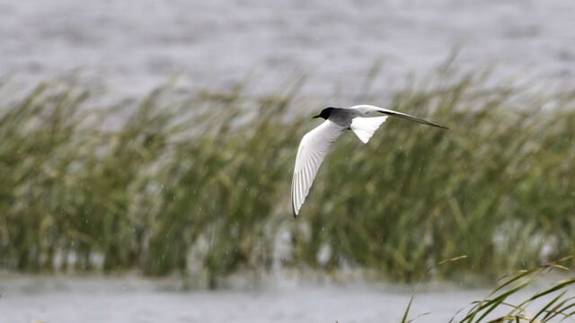 White-winged Tern