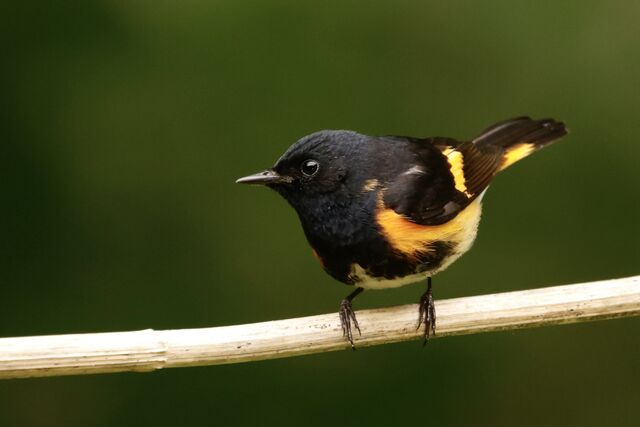 American Redstart