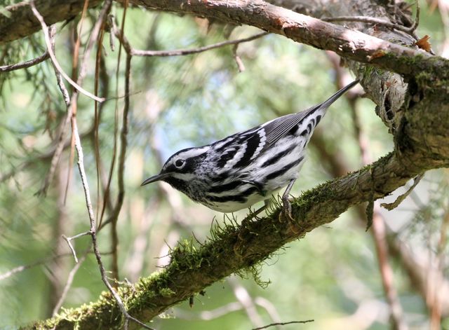 Black-and-white Warbler