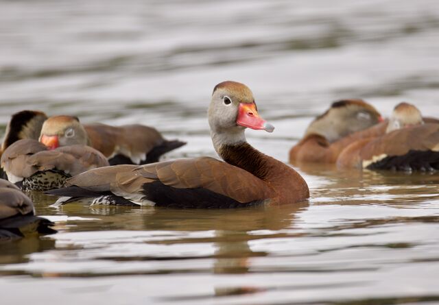 Black-bellied Whistling-Duck