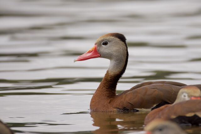 Black-bellied Whistling-Duck