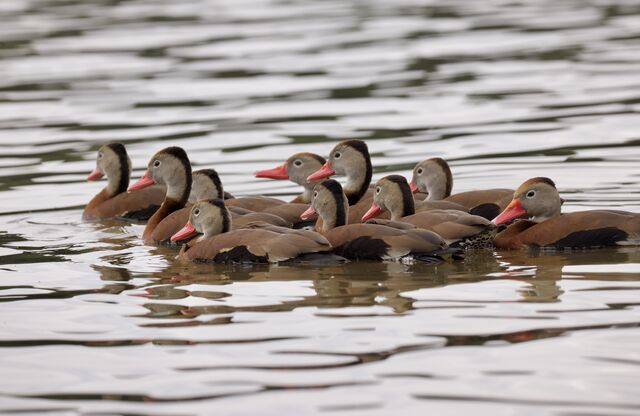 Black-bellied Whistling-Duck