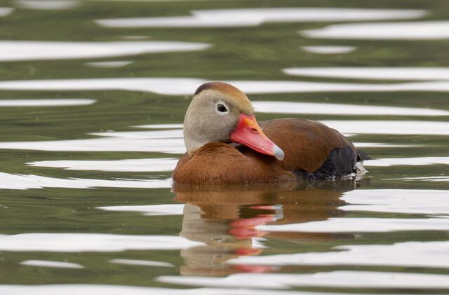 Black-bellied Whistling-Duck