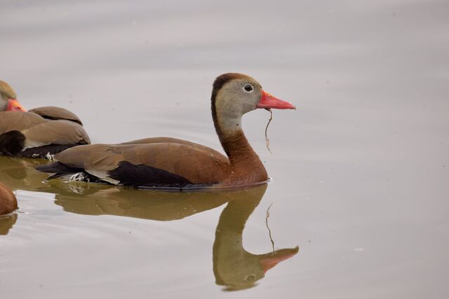 Black-bellied Whistling-Duck