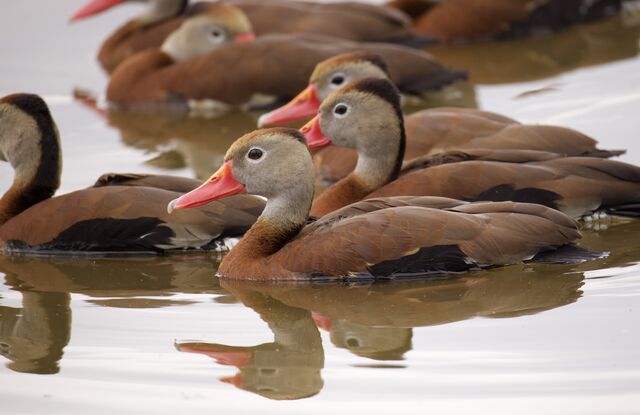 Black-bellied Whistling-Duck