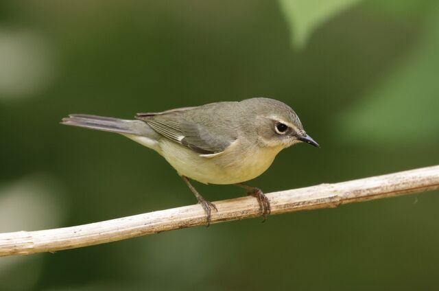 Black-throated Blue Warbler