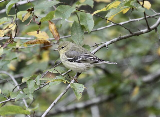 Blackpoll Warbler