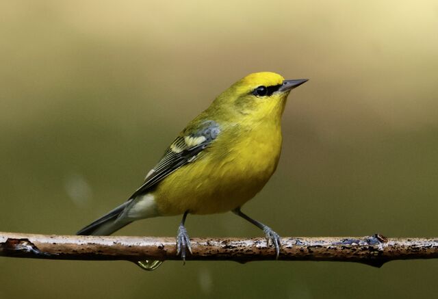 Blue-winged Warbler