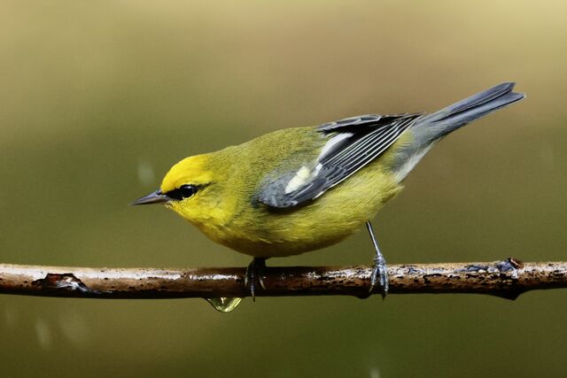 Blue-winged Warbler
