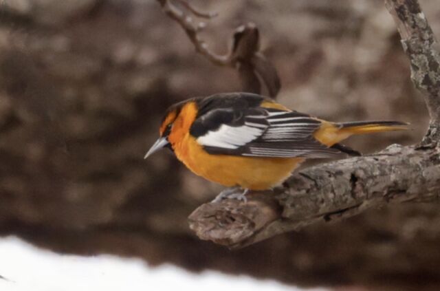 Bullock's Oriole