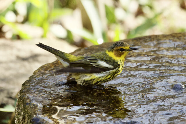 Cape May Warbler