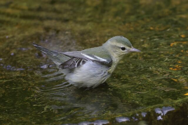 Cerulean Warbler
